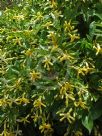 Hymenosporum flavum Gold Nugget