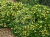 Hymenosporum flavum Gold Nugget