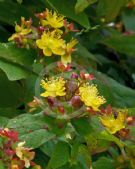 Hypericum androsaemum