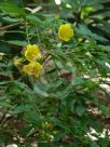 Hypericum bellum