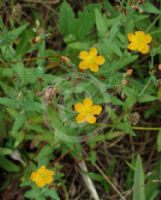 Hypericum gramineum