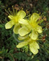 Hypericum olympicum