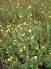 Hypericum olympicum