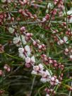 Hypocalymma angustifolium