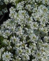 Iberis sempervirens