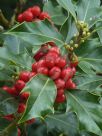 Ilex aquifolium