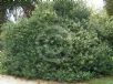 Ilex aquifolium