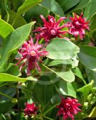 Illicium floridanum