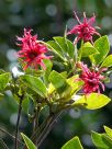 Illicium floridanum