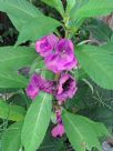 Impatiens balsamina