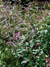 Impatiens glandulifera