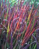 Imperata cylindrica Rubra