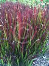 Imperata cylindrica Rubra