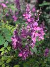 Indigofera australis