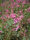 Indigofera australis