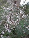 Indigofera australis