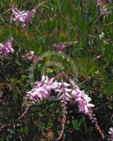 Indigofera decora