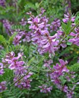 Indigofera heterantha