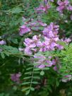 Indigofera heterantha