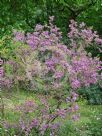 Indigofera heterantha