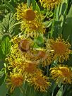 Inula helenium