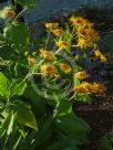 Inula helenium