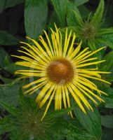 Inula hookeri