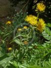 Inula racemosa