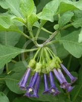 Iochroma cyaneum