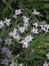 Ipheion uniflorum