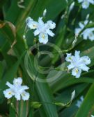 Iris confusa