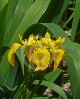 Iris pseudacorus