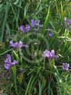 Iris unguicularis