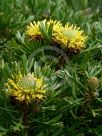 Isopogon anemonifolius Woorikee 2000