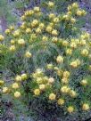 Isopogon anemonifolius