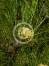 Isopogon anethifolius