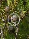 Isopogon anethifolius