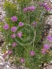 Isopogon formosus