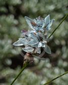 Ixia viridiflora