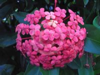 Ixora chinensis