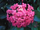 Ixora chinensis