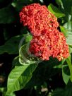 Ixora chinensis