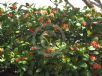 Ixora chinensis