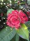 Ixora coccinea