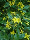 Jasminum humile