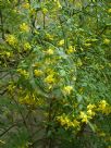 Jasminum humile