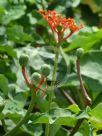 Jatropha podagrica