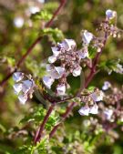 Jovellana violacea