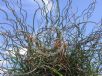 Juncus effusus Spiralis