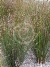 Juncus usitatus